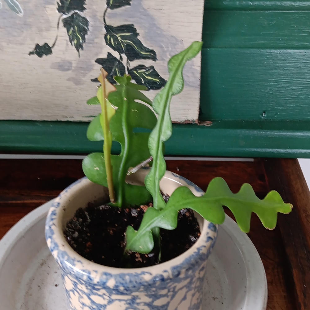 ZIGZAG CACTUS ( Fishbone Orchid Cactus  )